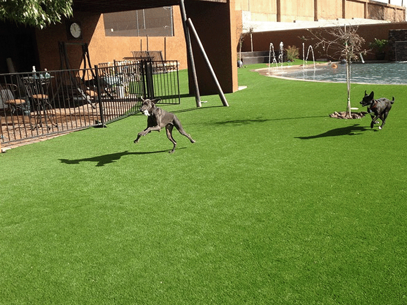 AZPetscapeSpring-BackgroundIII